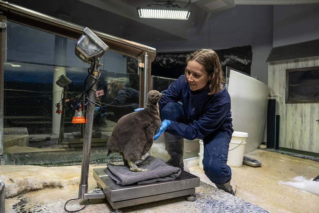 dunkin the king penguin weighed at sea life sydney