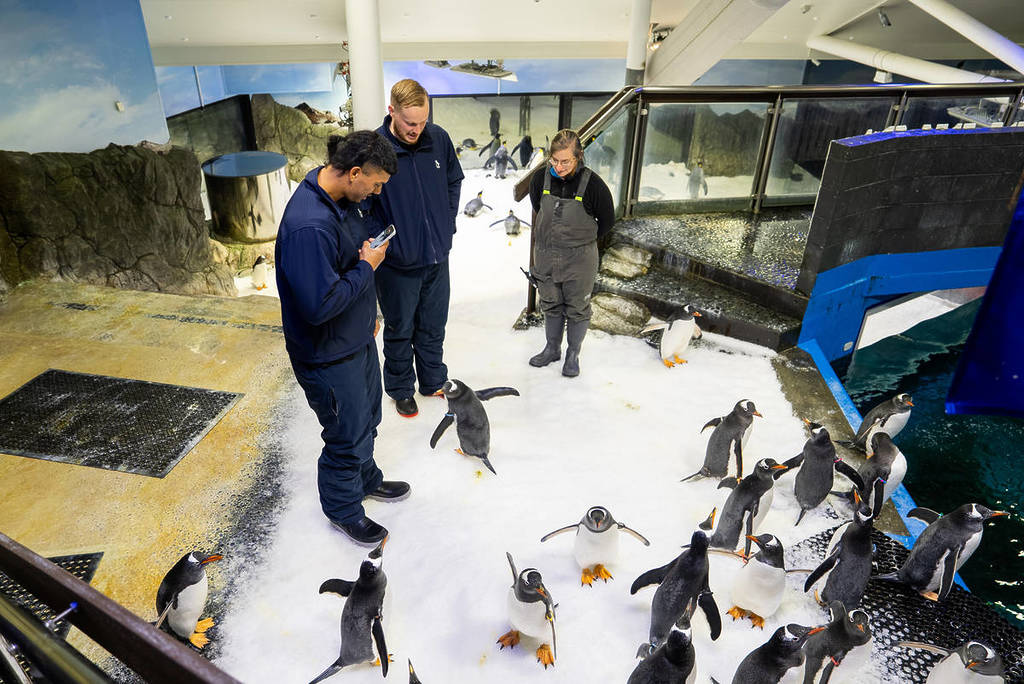 sydney kings at sea life
