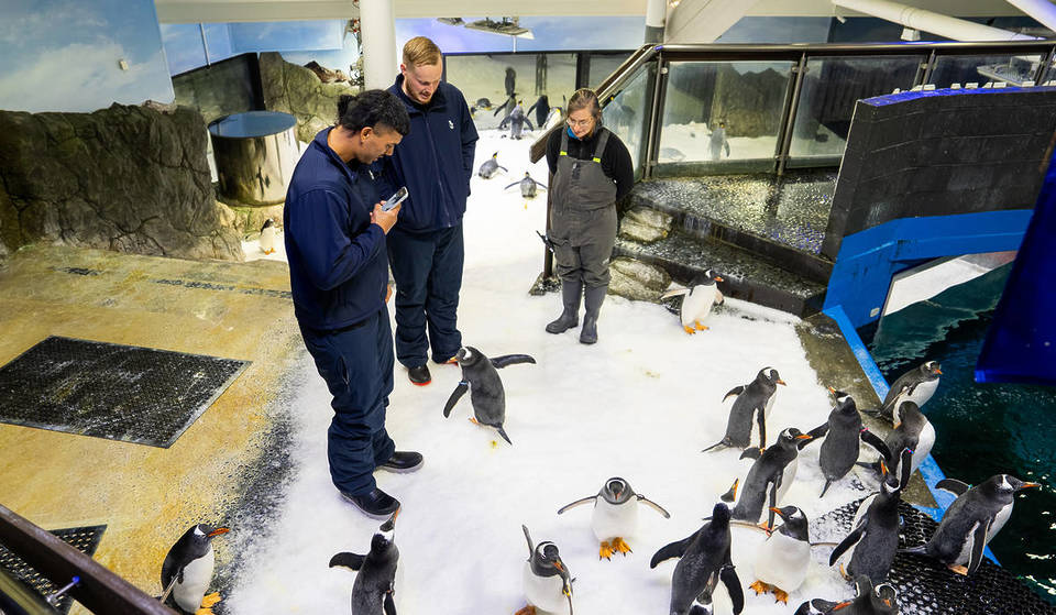 Meet ‘Dunkin’: the 10kg fluffy baby penguin that has taken over Sydney aquarium — and why the Sydney Kings just visited him
