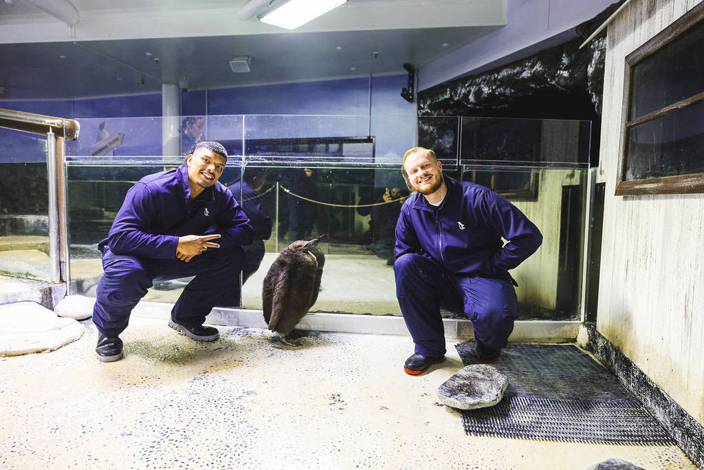 Tyler Robertson and Keli Leaupepe with the king penguins
