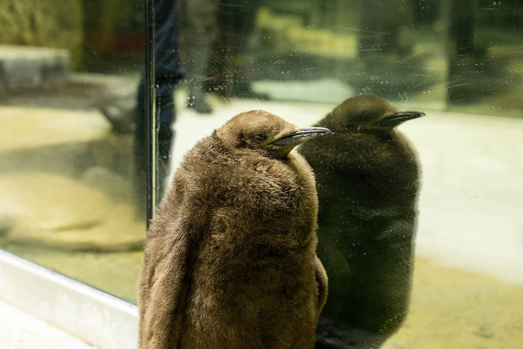 dunkin the king penguin