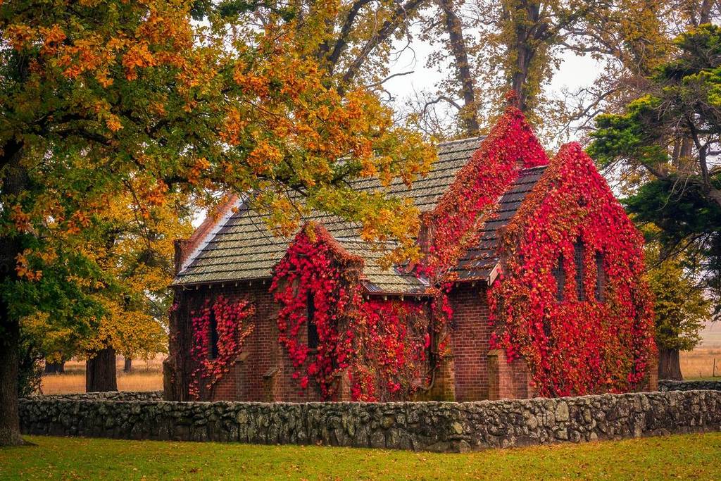 Historic brick cottage covered in red autumn vines, surrounded by golden trees in Armidale