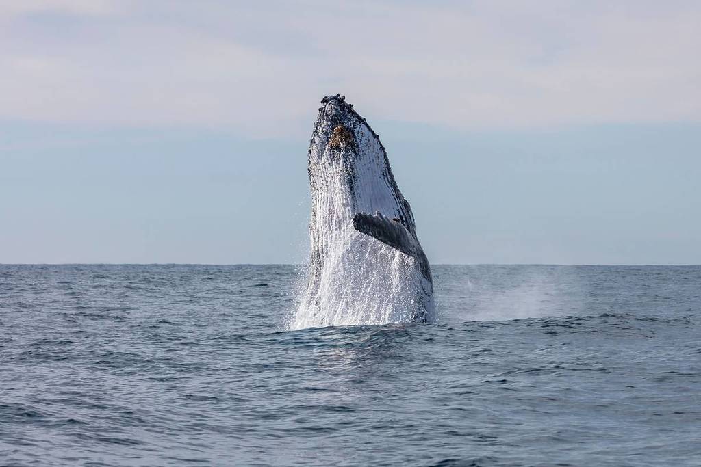Humpback whale breaching off the NSW coast during the annual migration season