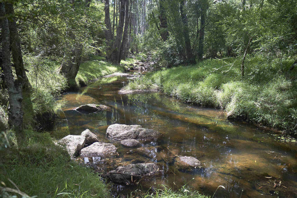 Ancient forest and creek surrounded by lush greenery in Monga National Park near Braidwood