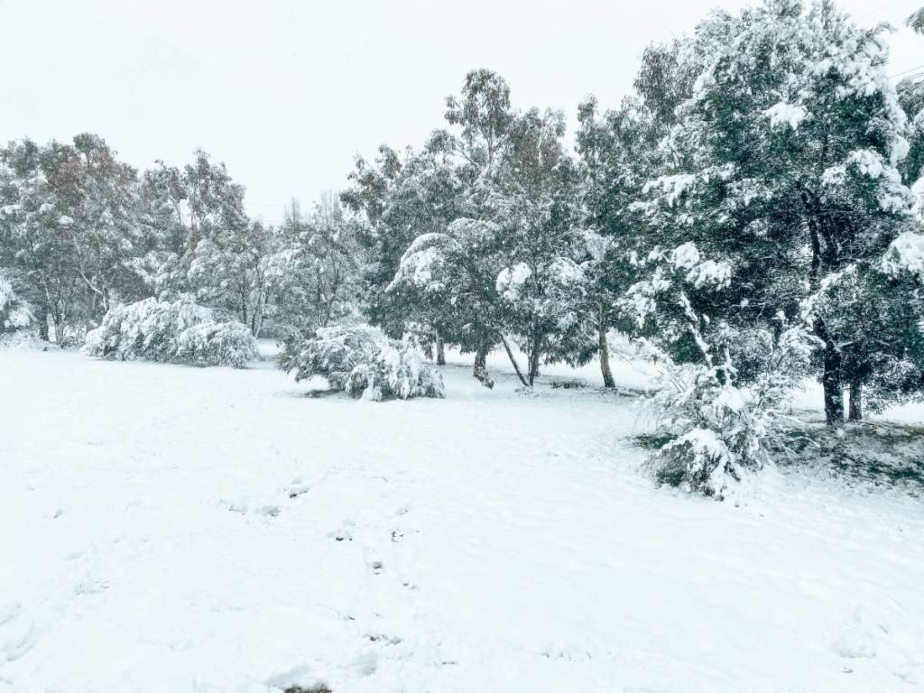 Snow-covered trees and a blanket of fresh snow cover a park in NSW, with footprints visible in the foreground beneath an overcast winter sky