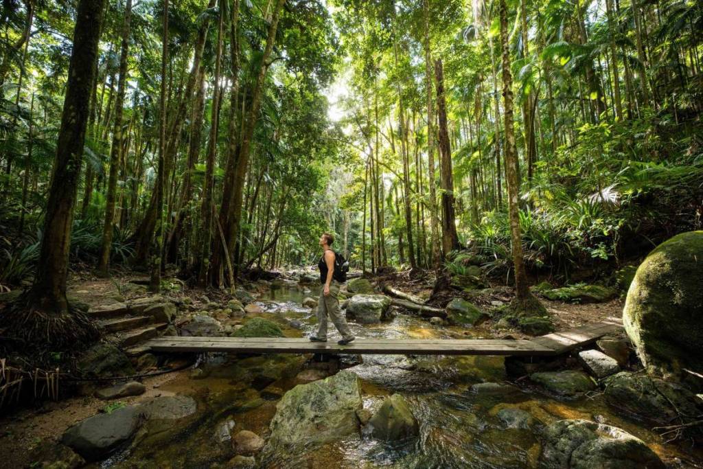 Hiker crossing a small bridge through lush rainforest in an NSW national park