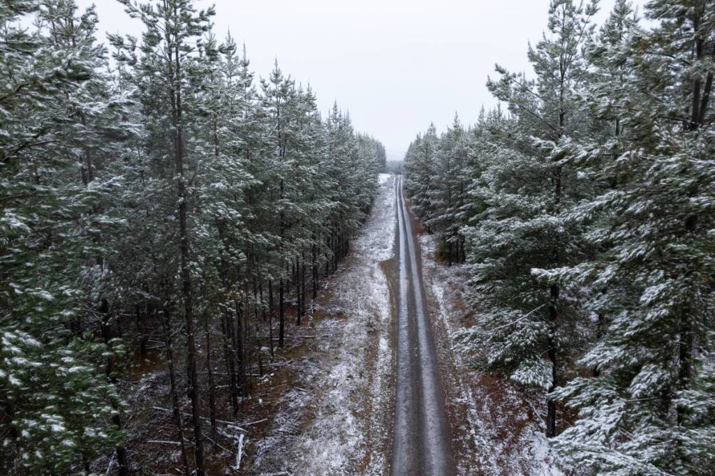 Snow-dusted pine trees line a quiet forest road near Oberon, NSW, after a winter snowfall