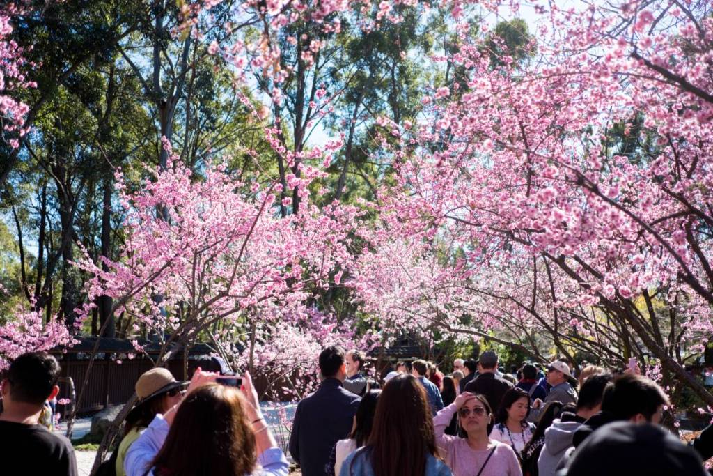 Visitors stroll beneath pink cherry blossom trees at Auburn Botanic Gardens during the annual Cherry Blossom Festival