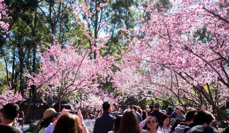 Australia’s largest cherry blossom festival returns to Sydney this August – with Japanese street food and thousands of blooms