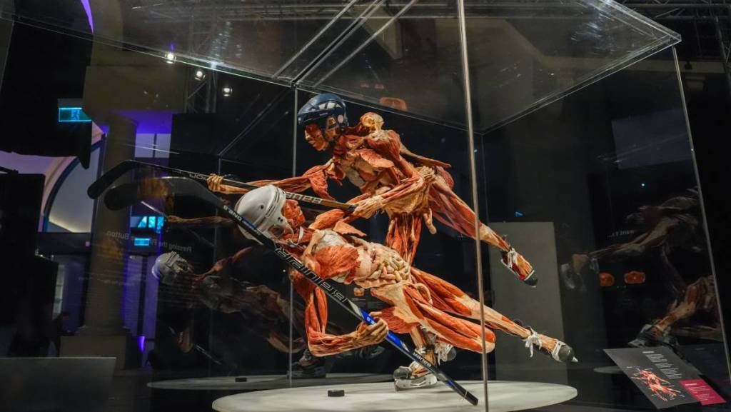 BODY WORLDS: The Anatomy Of Happiness is a fascinating journey through the human body open now in Sydney