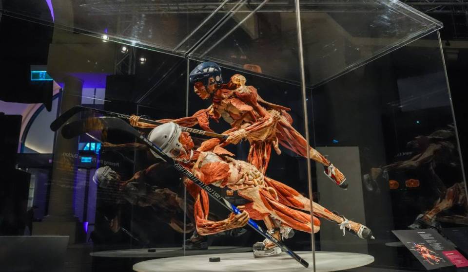 BODY WORLDS: The Anatomy Of Happiness is a fascinating journey through the human body open now in Sydney