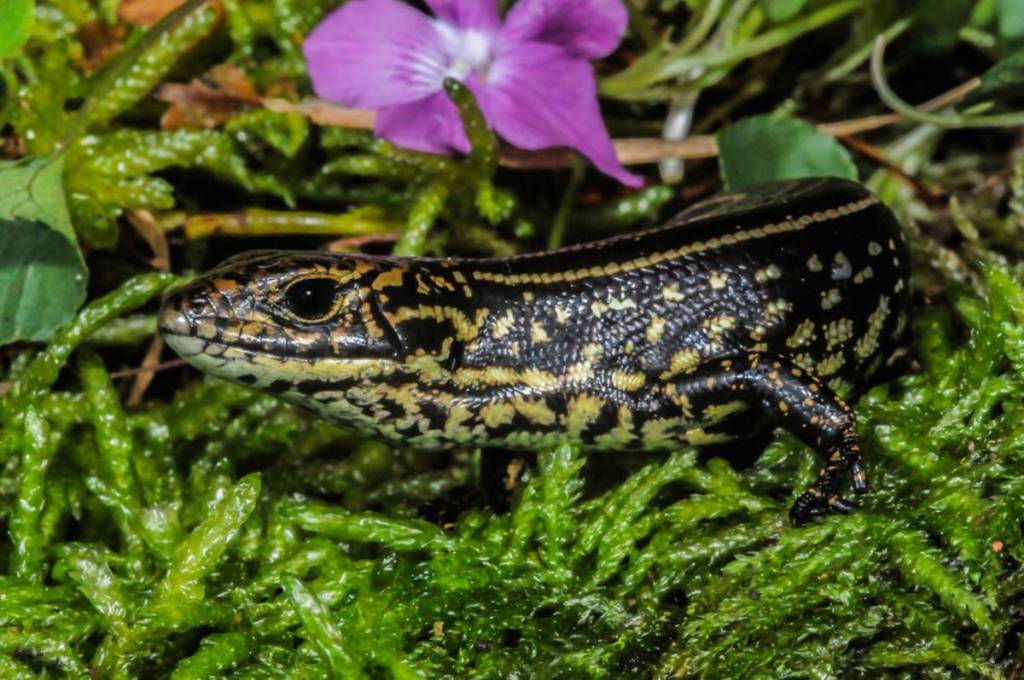 Blue Mountains water skink