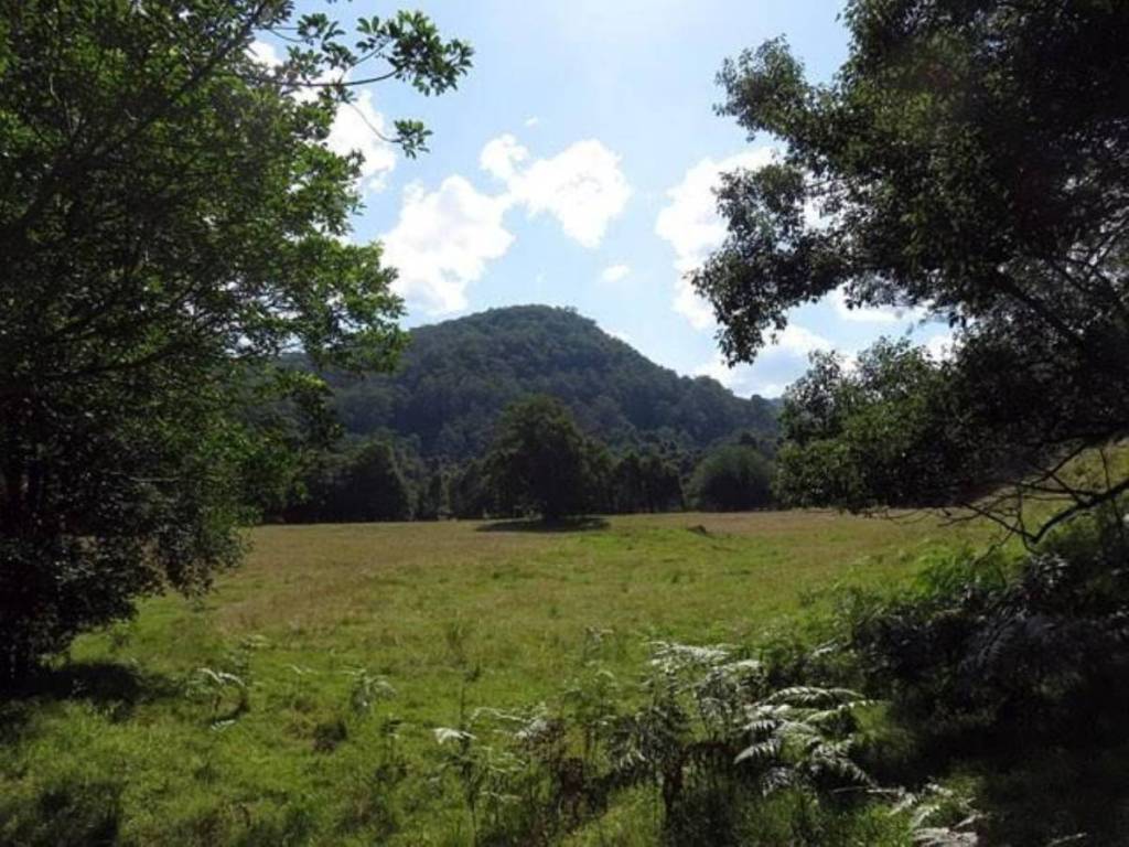 Cedar bush walk in NSW