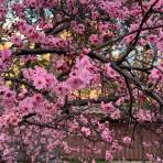 Sydney Cherry Blossom Festival: Auburn Botanic Gardens