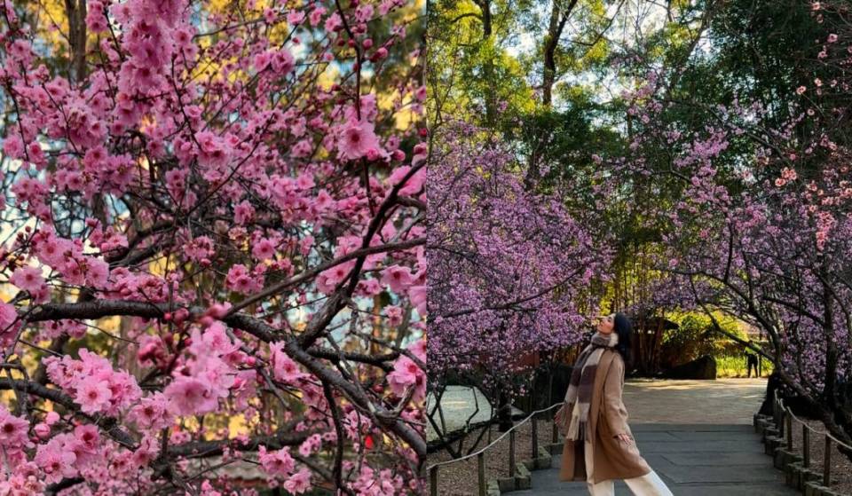 Sydney Cherry Blossom Festival: Auburn Botanic Gardens