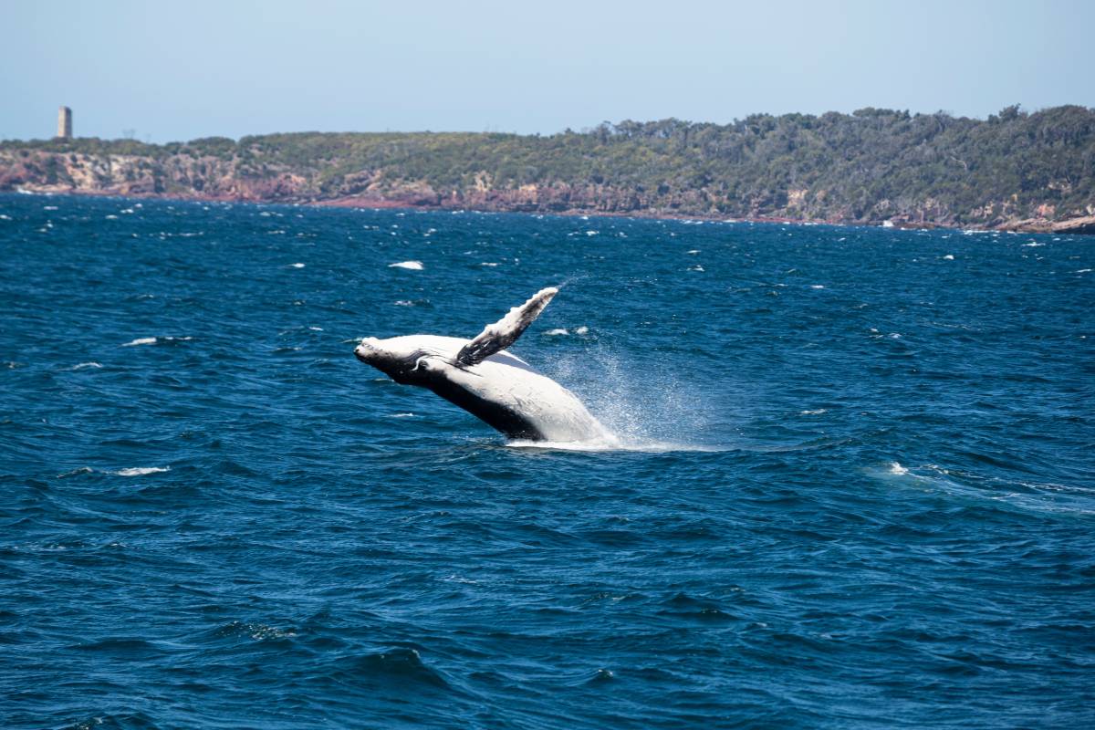 A humpback whale breaching from the ocean off the coast of Eden in winter