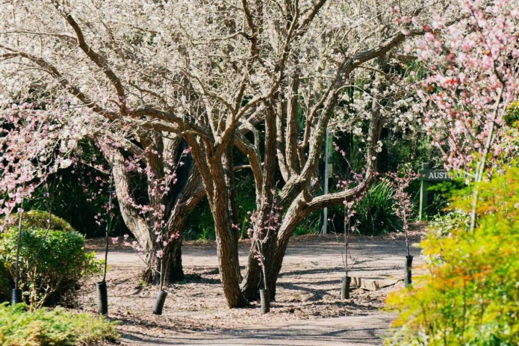 Pink and white cherry blossoms blooming among trees in a Sydney park