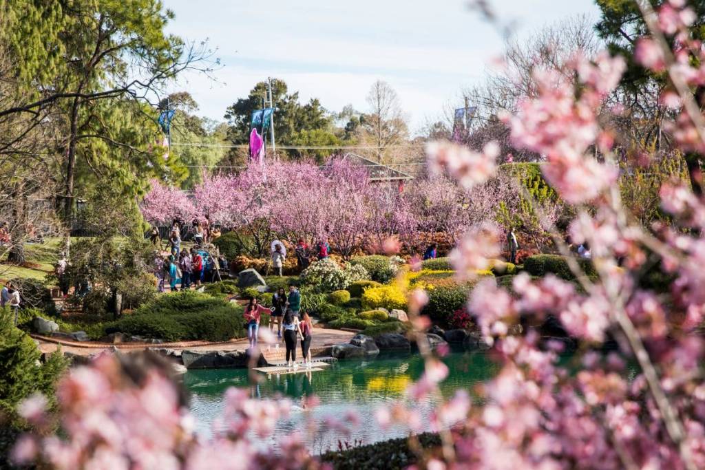 Visitors surrounded by pink cherry blossoms at Auburn Botanic Gardens in Western Sydney