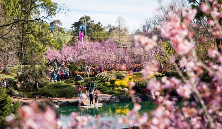 6 of the prettiest places to see cherry blossoms in and around Sydney this spring