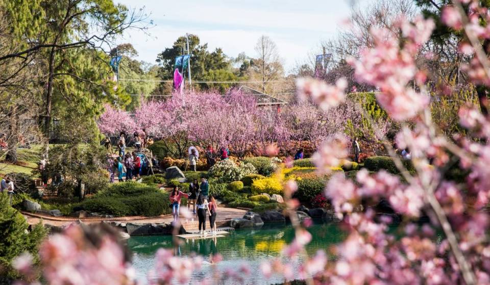 6 of the prettiest places to see cherry blossoms in and around Sydney this spring