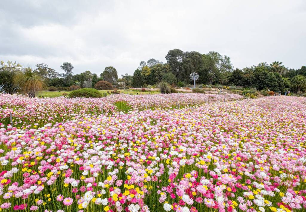A dense field of pink, white and yellow paper daisies in full bloom at the Australian Botanic Garden Mount Annan
