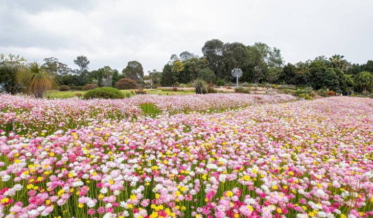 An enchanting new spring festival is launching in Sydney next week – with thousands of paper daisies and food trucks