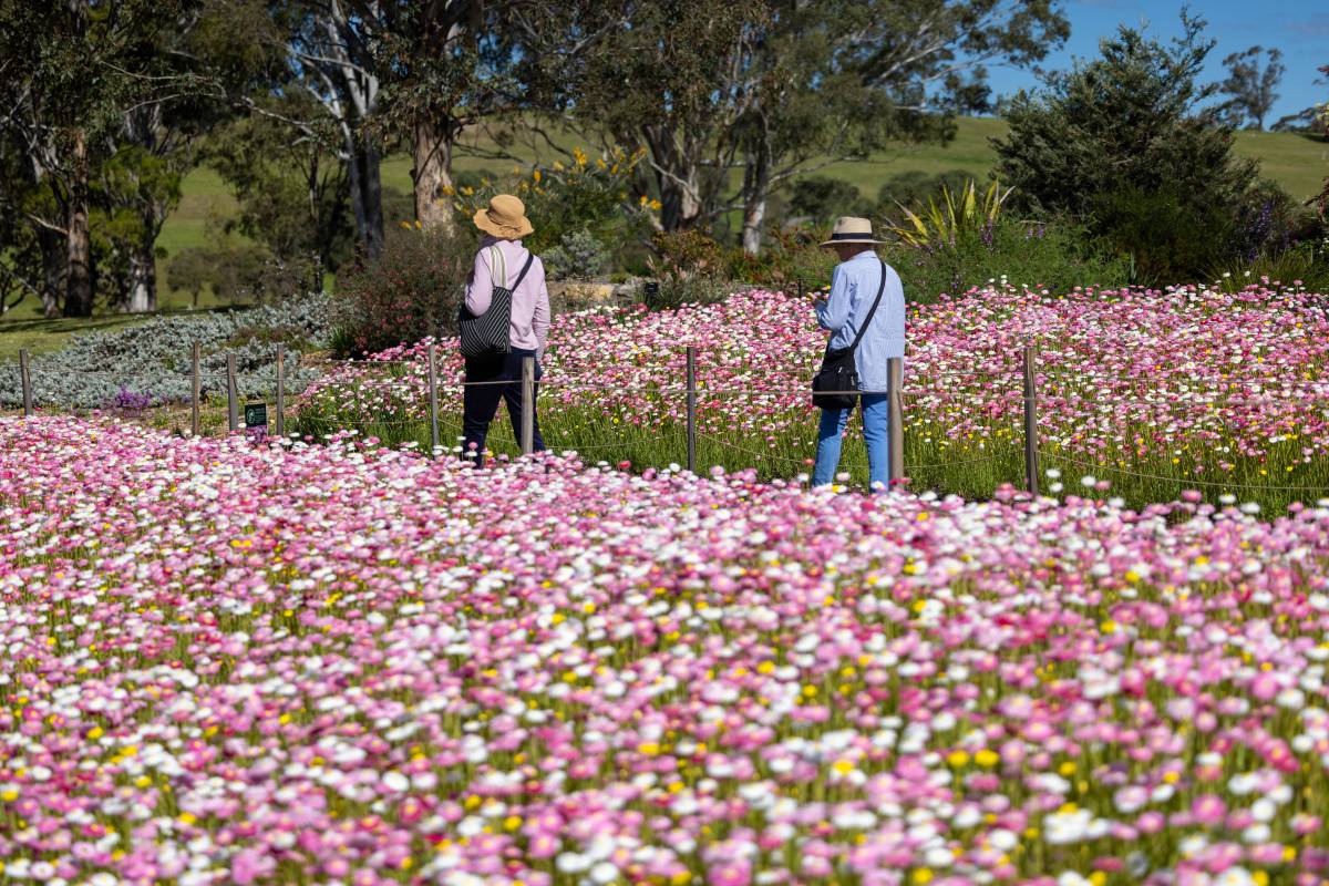 A family walks beside rows of pink paper daisies at the Australian Botanic Garden Mount Annan