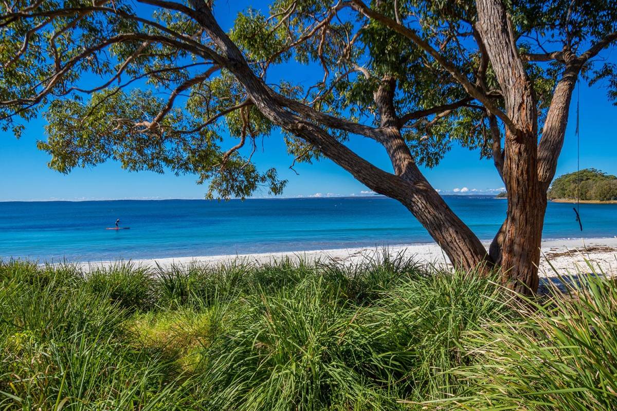 A large eucalyptus tree frames a white-sand beach and vivid turquoise waters in Vincentia, Jervis Bay, with a lone paddleboarder offshore