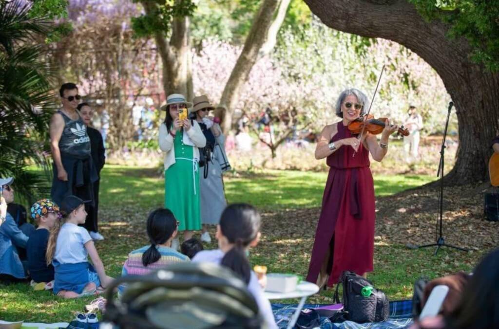 live music at weekend in wistaria spring festival in wistaria gardens in parramatta, sydney