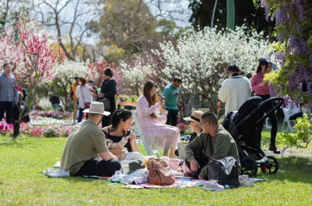 people with a picnic at weekend in wistaria spring festival at wistaria gardens in parramatta, sydney