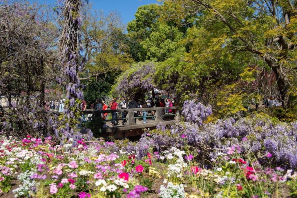weekend in wistaria spring festival at wistaria gardens in parramatta, sydney