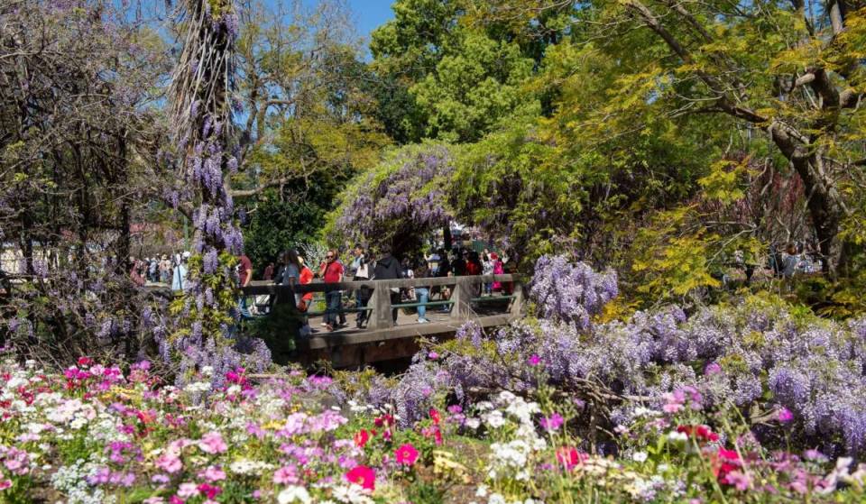 One of Sydney’s shortest-lived spring spectacles returns this weekend — a free spring festival with 18,000 florals, century-old vines and cascading purple blooms