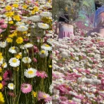 Paper daisy display at Mount Annan Botanic Gardens
