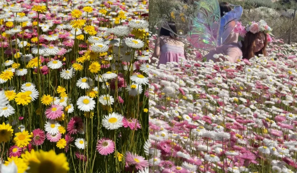Paper daisy display at Mount Annan Botanic Gardens