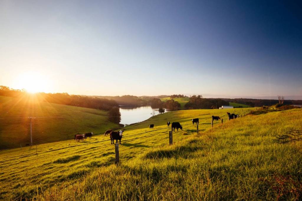 cows on grass in central tilba south coast
