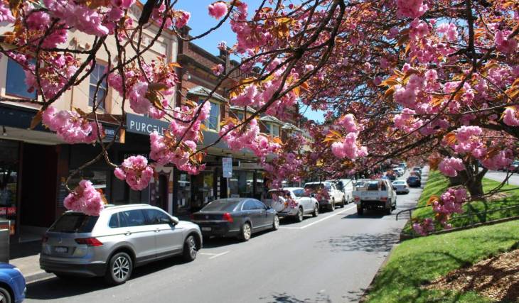 This mountain town near Sydney is hosting a huge spring fair this weekend – with markets, food and cherry blossoms