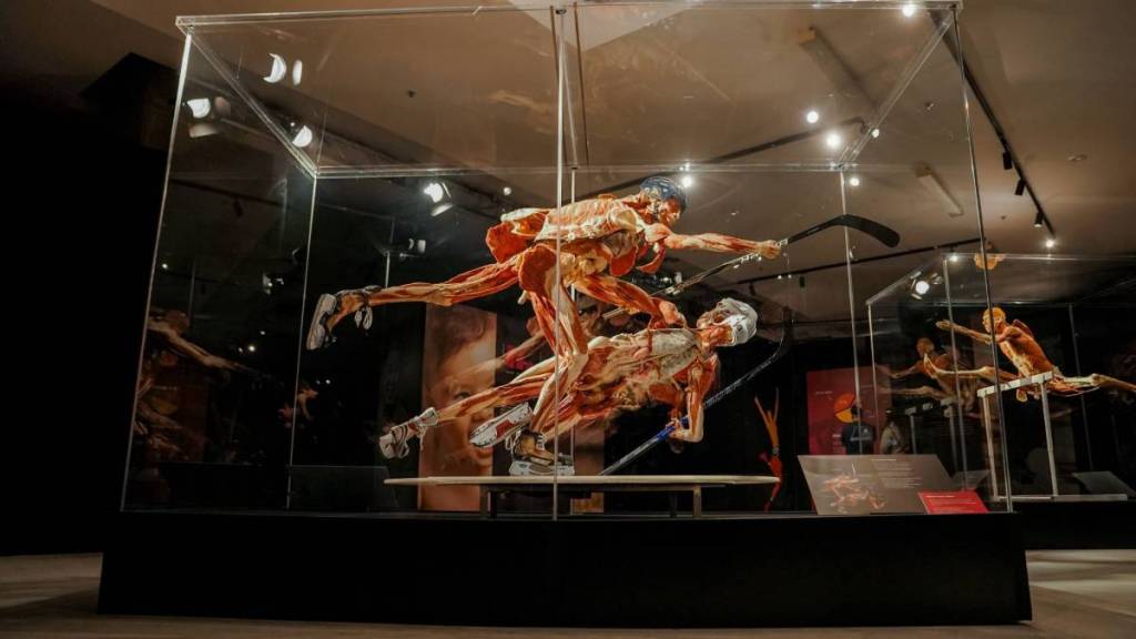 The Hockey Player plastinate at BODY WORLDS.