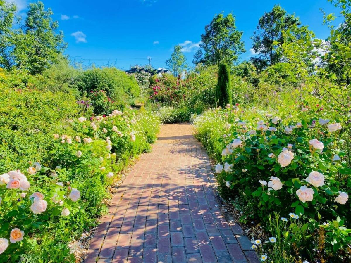 A sunlit brick pathway winds through a colourful spring garden lined with blooming white and pink roses, flowering plants and leafy shrubs