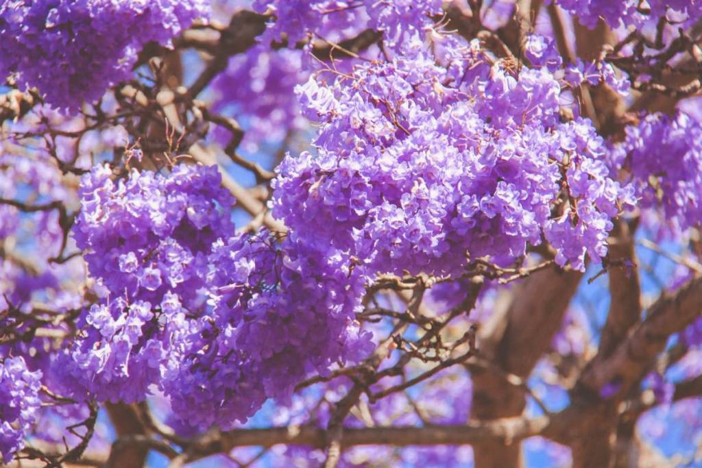 jacaranda flower season in sydney, nsw