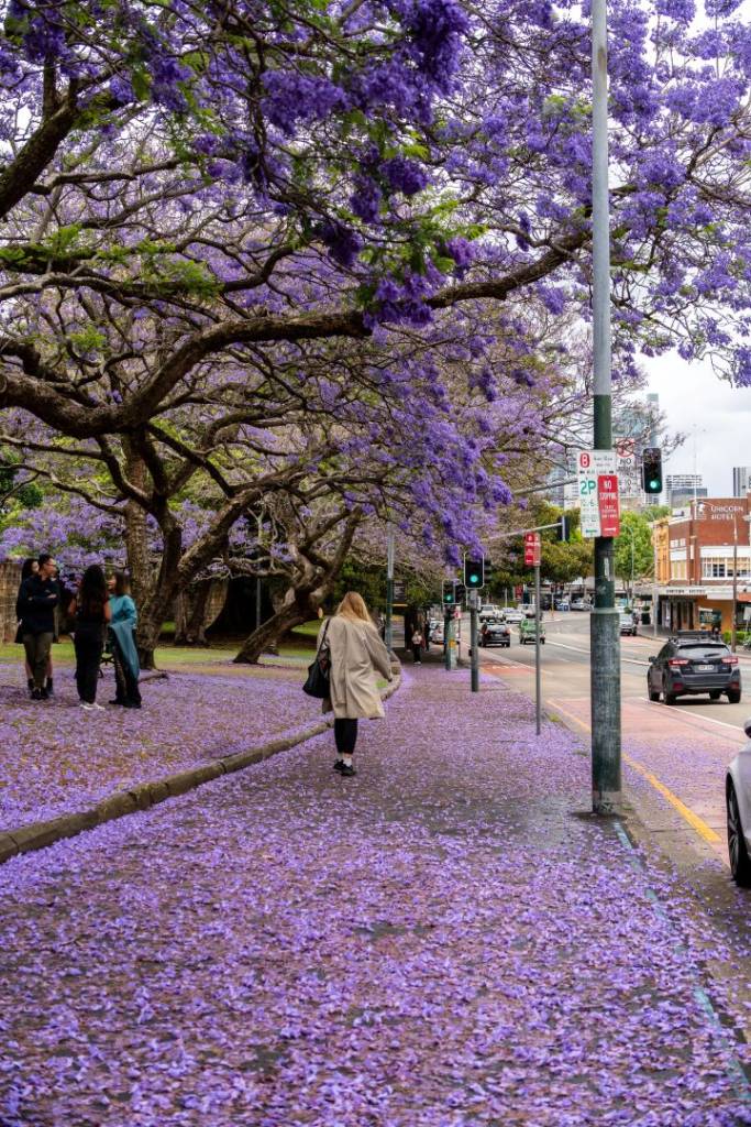 jacaranda flower season in sydney, nsw near oxford st