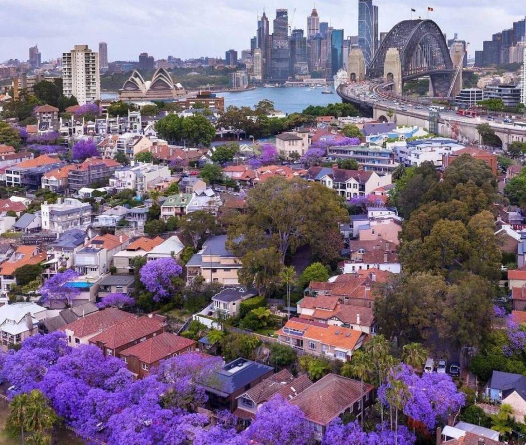 jacaranda flower season in sydney, nsw over mosman