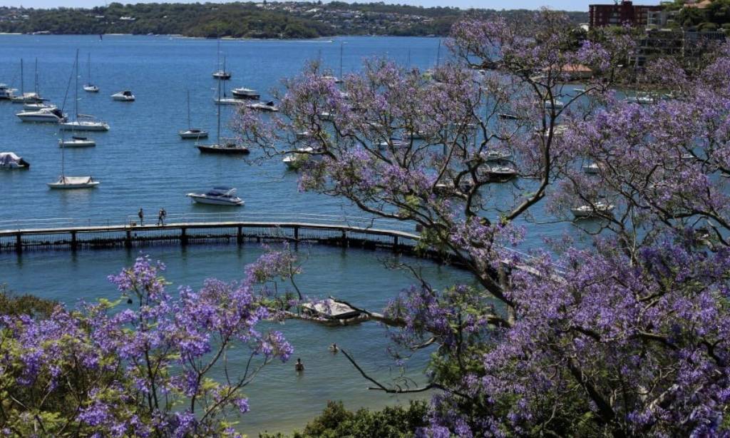 jacaranda flower season in sydney, nsw at double bay