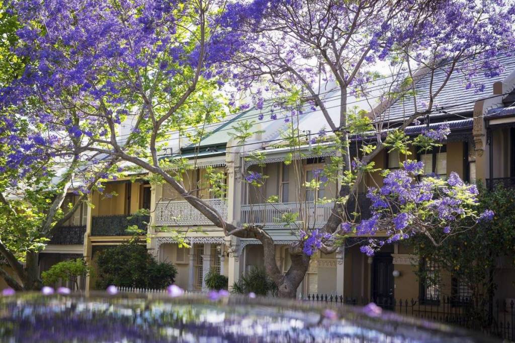 jacaranda flower season in sydney, nsw in paddington