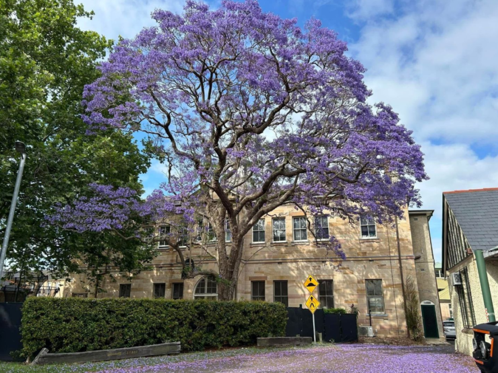 flower season in sydney, nsw in gladesville