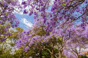 6 spectacular underrated places to see jacaranda blooms in Sydney this season