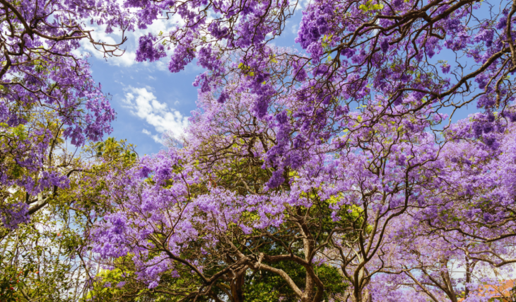 6 spectacular underrated places to see jacaranda blooms in Sydney this season