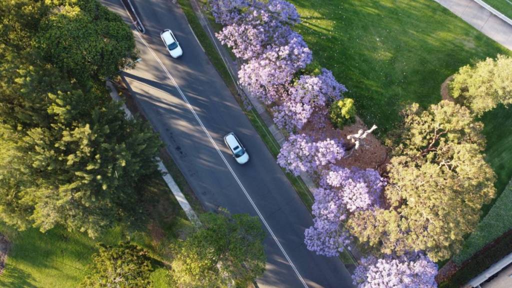 driving around in flower season in sydney, nsw