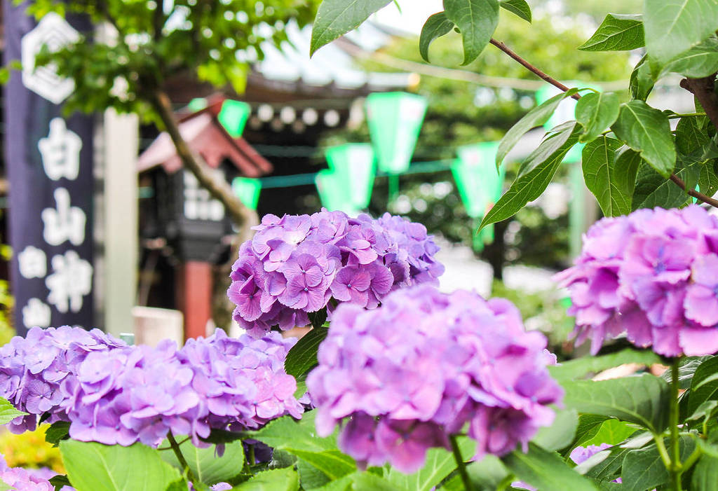 Bunkyo Hydrangea Festival