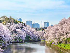 From Classic Spots to Cruising! 7 Recommended Cherry Blossom Viewing Spots in Tokyo