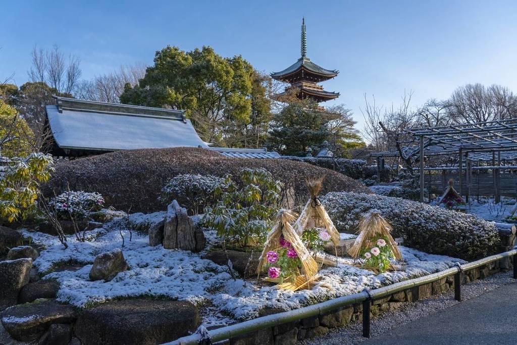Toshogu Shrine, Ueno: winter peony